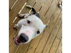 Adopt Arnold a Pit Bull Terrier