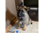 Adopt PhLip a German Shepherd Dog