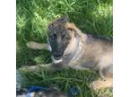 Adopt Garnett a German Shepherd Dog