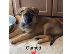 Adopt Garnett a German Shepherd Dog