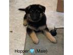 Adopt Hopper a German Shepherd Dog
