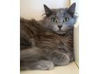 Adopt Lovey a Domestic Medium Hair, Domestic Short Hair