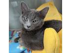 Adopt Marshall a Domestic Short Hair