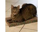 Adopt Kovu a Domestic Short Hair