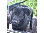 Adopt Little Buddy a Flat-Coated Retriever, Mixed Breed