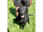 Adopt Clyde a Flat-Coated Retriever, Mixed Breed