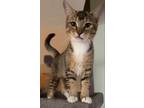 Adopt Dumplin a Tabby, Domestic Short Hair