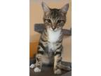 Adopt Ziti a Tabby, Domestic Short Hair