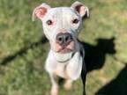 Adopt JEROME a American Staffordshire Terrier