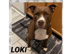 Adopt LOKI a Pit Bull Terrier