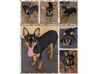 Adopt HUDSON a Australian Cattle Dog / Blue Heeler, Rat Terrier