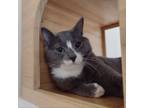 Adopt Graham a Domestic Short Hair