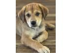 Adopt 24-033 Shiner a Golden Retriever, Labrador Retriever