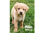 Adopt 24-030 Miller a Golden Retriever, Labrador Retriever