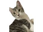 Adopt Hansel a Domestic Short Hair