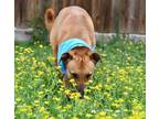 Adopt Goose the super dog friendly water dog a Black Mouth Cur
