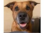 Adopt Buddy the best boy a German Shepherd Dog, Labrador Retriever