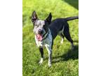 Adopt Cash a Australian Cattle Dog / Blue Heeler, Mixed Breed