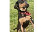 Adopt Dasher a Hound