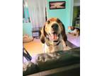 Adopt Bill Monroe a Hound