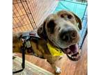 Adopt Blaze a Great Dane, Catahoula Leopard Dog