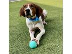 Adopt Barney a Foxhound