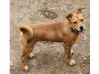 Adopt Toby a Terrier