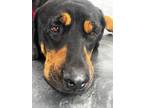 Adopt Captain a Rottweiler