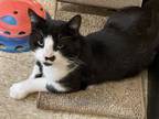 Adopt Hemingway a Domestic Short Hair