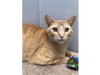 Adopt Astrea a Oriental Short Hair, Domestic Short Hair