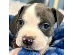 Adopt Royce a Pit Bull Terrier