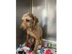 Adopt Flynn a Standard Poodle