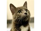 Adopt Kitta a Domestic Short Hair