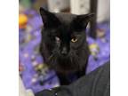 Adopt Firefly a Domestic Short Hair