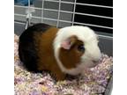 Adopt Houdini *Bonded With Scar* a Guinea Pig