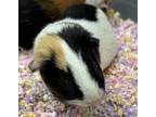 Adopt Scar *Bonded with Houdini* a Guinea Pig
