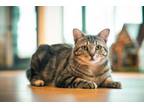 Adopt Abel a Domestic Short Hair, Tabby