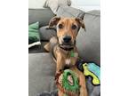 Adopt Hudson (Pringle) a Mixed Breed