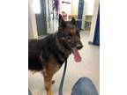Adopt 55737160 a German Shepherd Dog, Mixed Breed