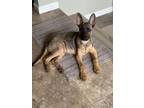 Adopt Archie a German Shepherd Dog