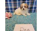 Zuchon Puppy for sale in Hopkinsville, KY, USA