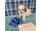 Zuchon Puppy for sale in Hopkinsville, KY, USA