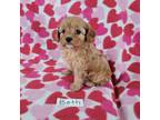 Cavapoo Puppy for sale in Hopkinsville, KY, USA