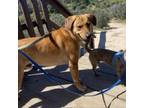 Adopt Adonis a Labrador Retriever