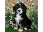 Mutt Puppy for sale in Hutchinson, KS, USA
