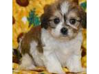 Cavachon Puppy for sale in Eldorado, OH, USA