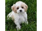 Cavachon Puppy for sale in Eldorado, OH, USA