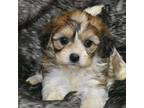 Cavachon Puppy for sale in Eldorado, OH, USA