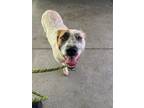 Adopt Copen a Australian Cattle Dog / Blue Heeler, Mixed Breed