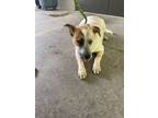 Adopt Hagen a Australian Cattle Dog / Blue Heeler, Mixed Breed